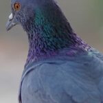 Wildlife Watching - Gray Pigeon