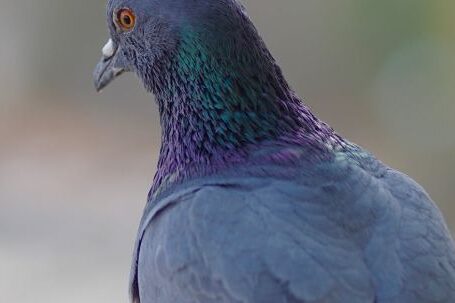 Wildlife Watching - Gray Pigeon