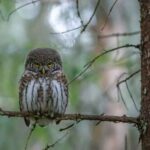 Wildlife Watching - Brown Owl Perched on Brown Tree Branch
