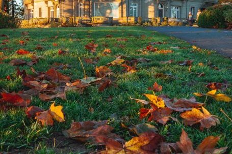Historic Home - Dry Maple Leaves on Grass Near Pittock Mansion