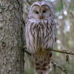 Wildlife Watching - Photo of White and Brown Owl Perched on a Tree Branch