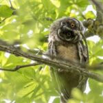 Wildlife Watching - Brown Owl on Tree Branch